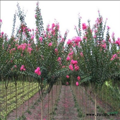 河南红叶小檗价格 红叶小檗批发 红叶小檗苗木基地 河南苗木