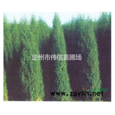 红叶小檗简介，红叶小檗批发，河北红叶小檗价格