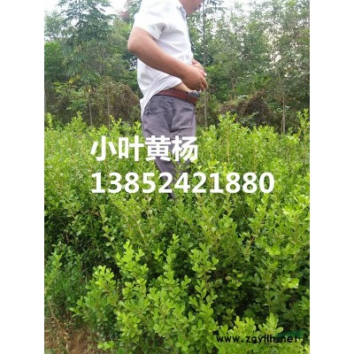 红叶小檗价格，批发红叶小檗价格，苗圃直销红叶小檗小苗价格