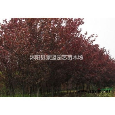 八仙花有种子吗？