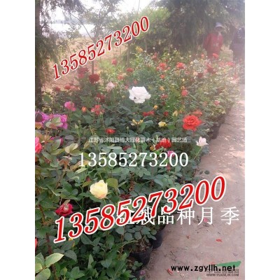 供应丛生木槿冠幅30-150公分，丛生木槿价格，规格*