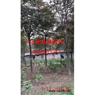 安徽地区供应5-12公分木槿
