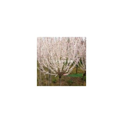 供应、珍珠梅、棣棠、火棘、栀子花、金丝桃、锦带花、丁香