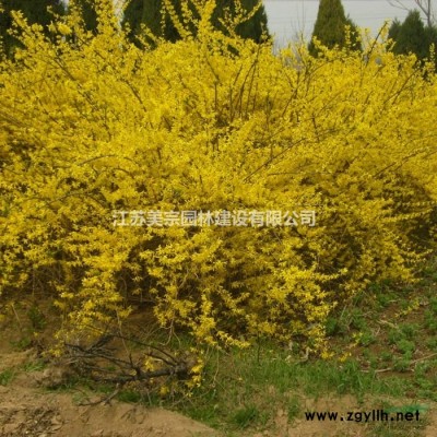 各种绣线菊 青金山绣线菊，金焰绣线菊，红花绣线菊，日本绣线菊