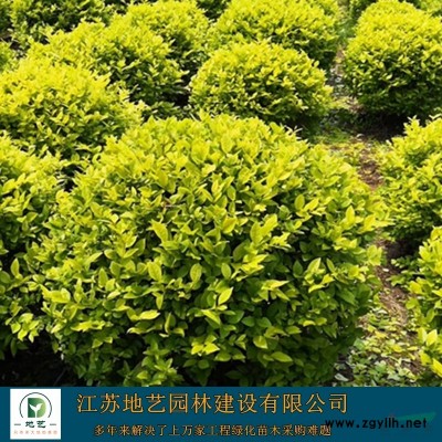 地艺苗圃大量供应红叶小檗 红叶小波基地 红叶小檗