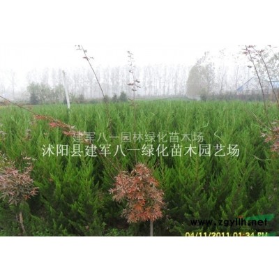 江苏红叶小檗信息