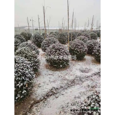 红叶小檗价格，小檗图片