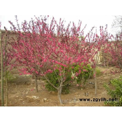 供应金叶女贞小苗、红叶石楠、红叶小檗、红瑞木、卫矛