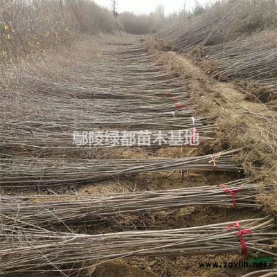 河南红叶小檗,洛阳红叶小檗价格,鄢陵红叶小檗, 红叶小檗基地
