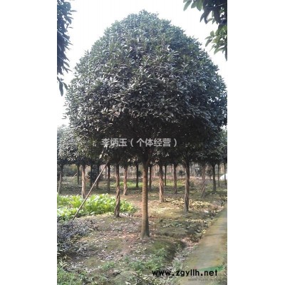 哪里有30-50公分高的红叶小檗出售.红叶小檗工程苗批发