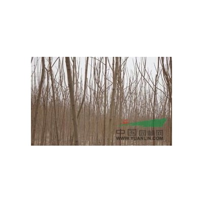 优质的红叶小檗种植基地 红叶小檗供应商