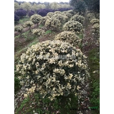 萧山小叶栀子南天竹。银姬小蜡/八仙花/锦带花/亮绿忍冬/菖蒲