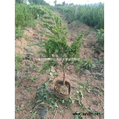 八仙花自产自销  八仙花种植基地  八仙花批发价格