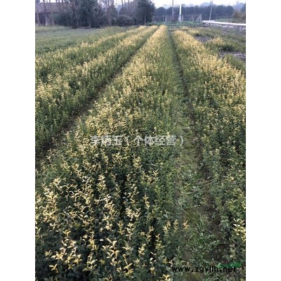 八仙花价格.30公分高八仙花降价处理.四川八仙花基地直销