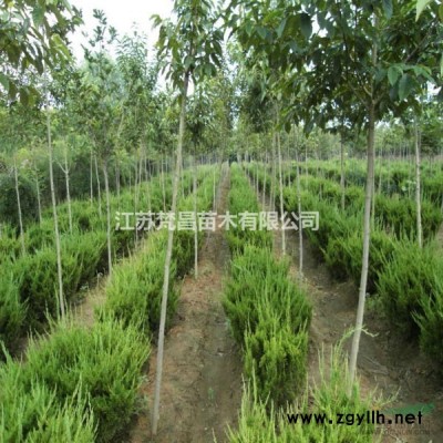 大小规格木槿 木槿价格基地