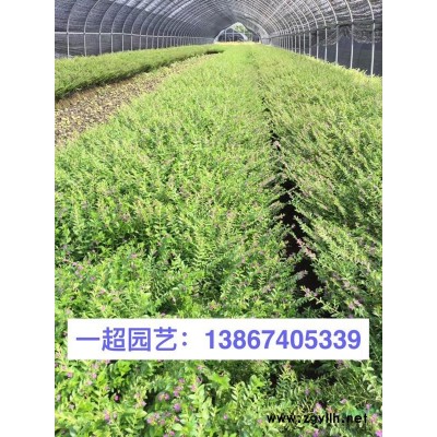 木槿小苗 木槿小树苗