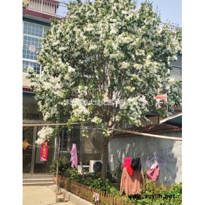 供应40公分金山绣线菊价格 金山绣线菊批发出售 规格*