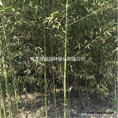 江苏绣线菊价格 红花绣线菊 金山绣线菊 金焰绣线菊