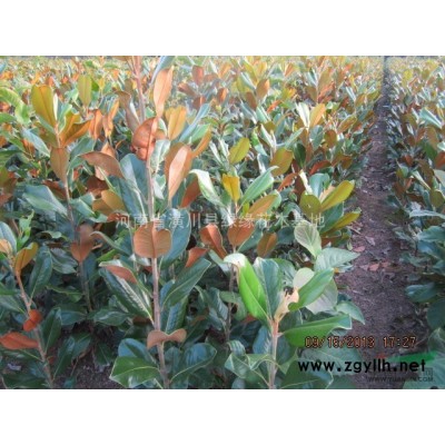 独干紫荆产地、独干紫荆价格、信阳独干紫荆供应商、哪里有紫荆