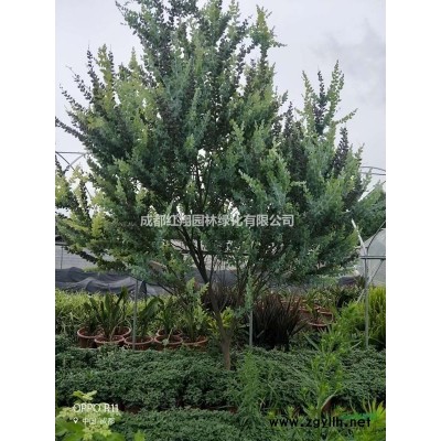 批发丛生紫荆、丛生紫荆基地、成都丛生紫荆价格