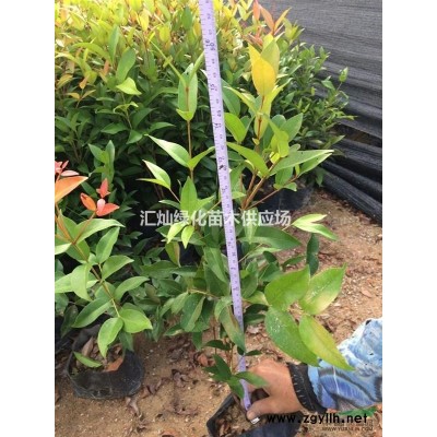 紫荆供应、福建洋紫荆