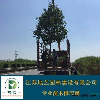 红叶小檗苗、紫叶小檗小苗、江苏地艺园林红叶小檗