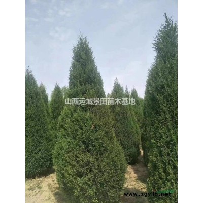 急售红叶小檗苗球价格_紧急紫叶小檗球价格_红叶小檗全冠价格