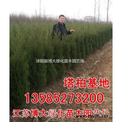 红叶小檗 高度30-60公分红叶小檗价格0.35元绿化灌木