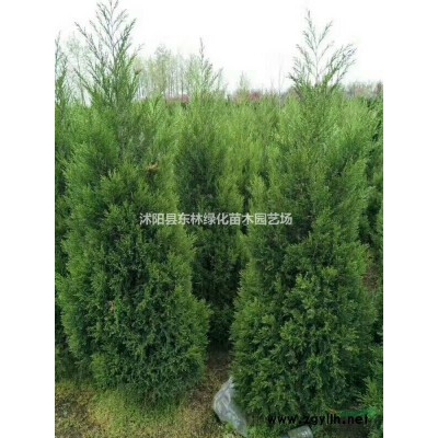 供应丰花月季、红帽月季、龙柏、蜀桧、金边黄杨、红叶小檗
