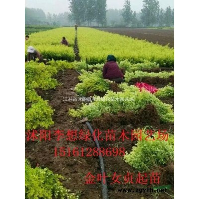 供应红叶小檗工程苗30-50公分高 红叶小檗球