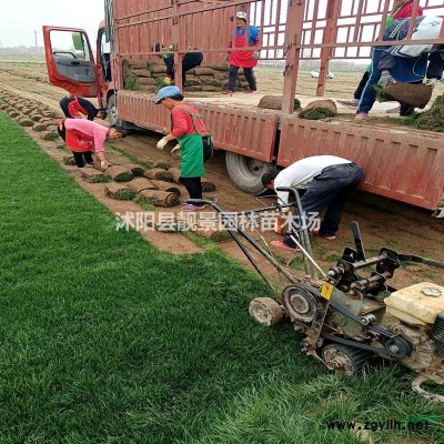 红叶小檗价格 红叶小檗种植方法及简介 苗圃直销红叶小檗