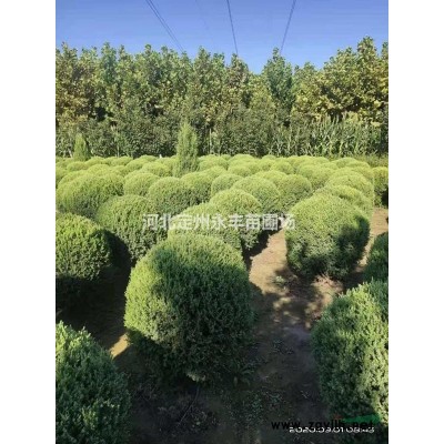 红叶小檗厂家，红叶小檗种植基地，红叶小檗球价格，红叶小檗种植