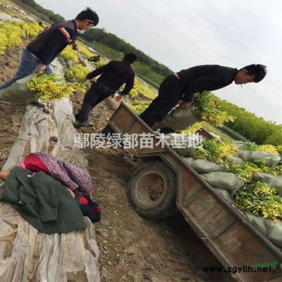 可供山西晋城红叶小檗批发 红叶小檗价格 红叶小檗苗木基地 晋城苗木