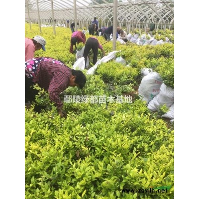 可供河北红叶小檗批发基地 红叶小檗价格 河北小苗灌木批发 河北苗木