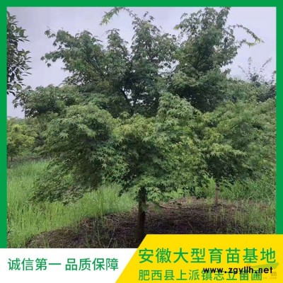 木槿批发 木槿基地 红花木槿产地 木槿价格 木槿直销 欢迎考