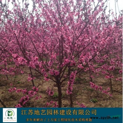 地艺苗圃大量供应红花木槿 江苏红花木槿基地 红花木槿图片