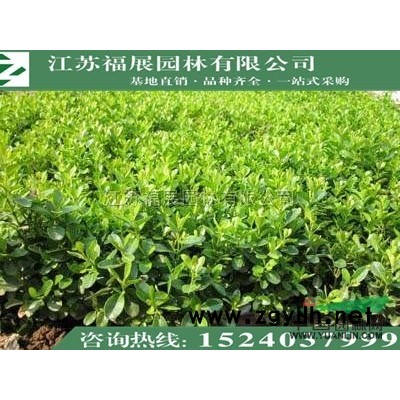 木槿供应/木槿图片