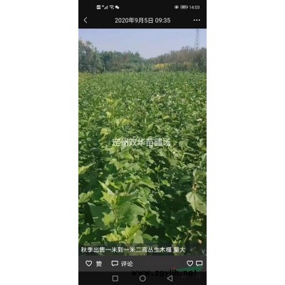 精品丛生木槿，多分枝木槿，独杆木槿优选双华苗圃，厂家直销