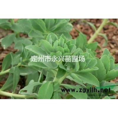 金山绣线菊报价，定州金山绣线菊量大优惠