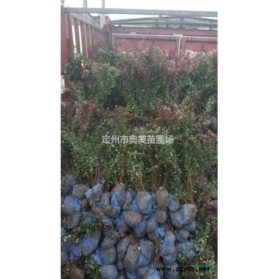 河北定州销售80-150公分高的丛生木槿26000棵