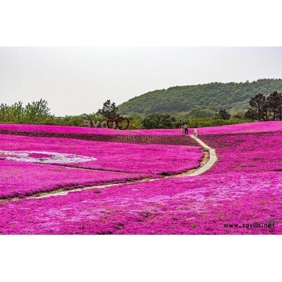 金山绣线菊 金焰绣线菊基地