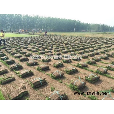 丛生紫荆价格_丛生紫荆产地_丛生紫荆绿化苗木苗圃基地