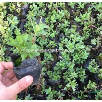 江苏紫荆花价格 江苏独杆紫荆基地 江苏独干紫荆供应