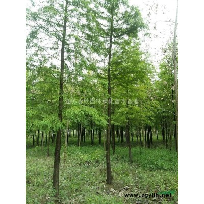 1——300公分冠丛生紫荆基地/紫荆价格/紫荆图片