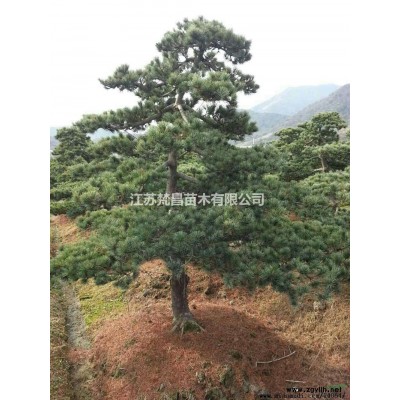 江苏供应丛生紫荆 丛生紫荆价格规格*