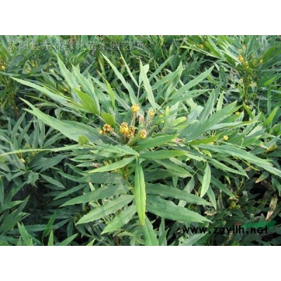 朴树.意杨.马褂木.栾树.青桐.法桐.青枫.银杏.紫荆.紫薇