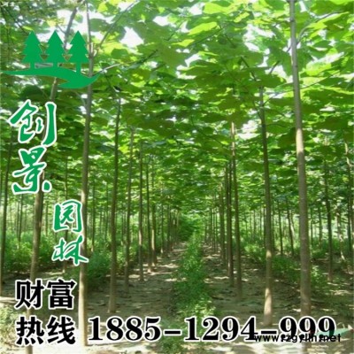 2021当季优质金叶莸小苗_基地低价批发_ 苗圃直销