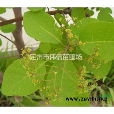 金叶莸产地，河北金叶莸价格