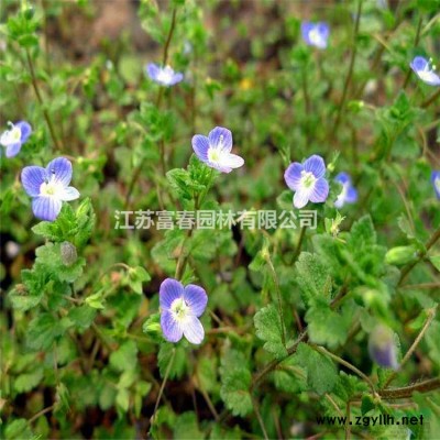 苗圃批发 紫叶小檗 园林色块绿化造型灌木 道路绿篱植物盆栽 红叶小檗苗 庭院小区彩色绿化苗木