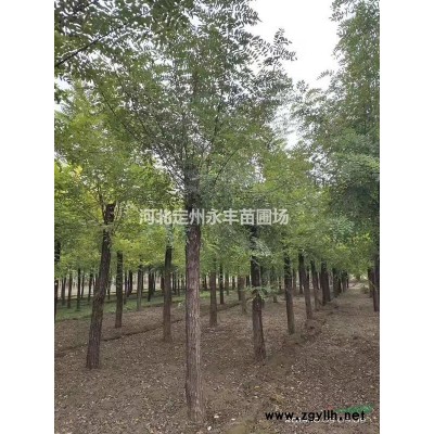 红叶小檗，红叶小檗价格，定州红叶小檗*选永丰苗圃